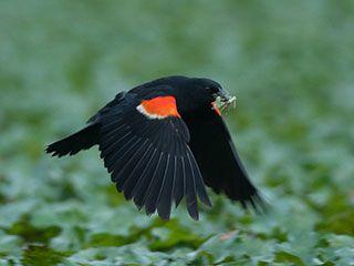 Black and Red Bird Logo - Red-winged Blackbirds