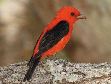 Black and Red Bird Logo - Bird Bio: Summer & Scarlet Tanager — The Wood Thrush Shop