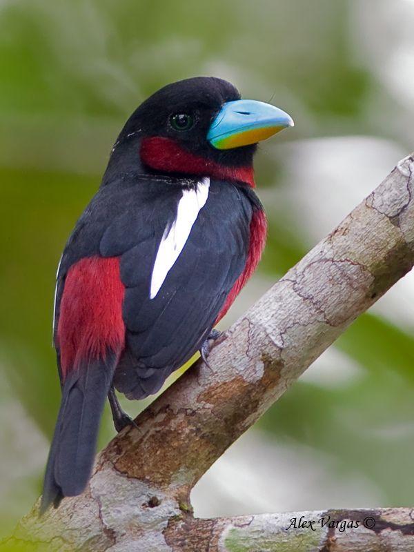 Black and Red Bird Logo - Mystery bird: black-and-red broadbill, Cymbirhynchus macrorhynchos ...
