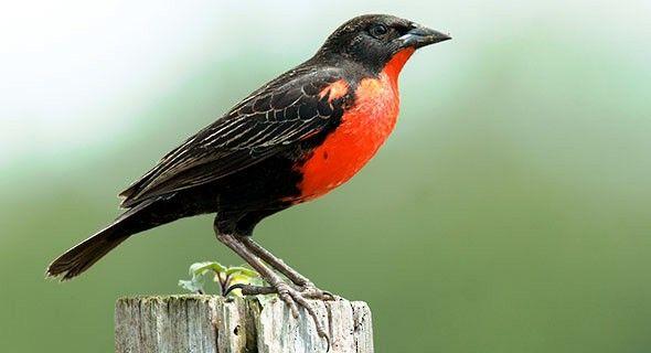 Black and Red Bird Logo - Red-breasted Meadowlark - Introduction | Neotropical Birds Online
