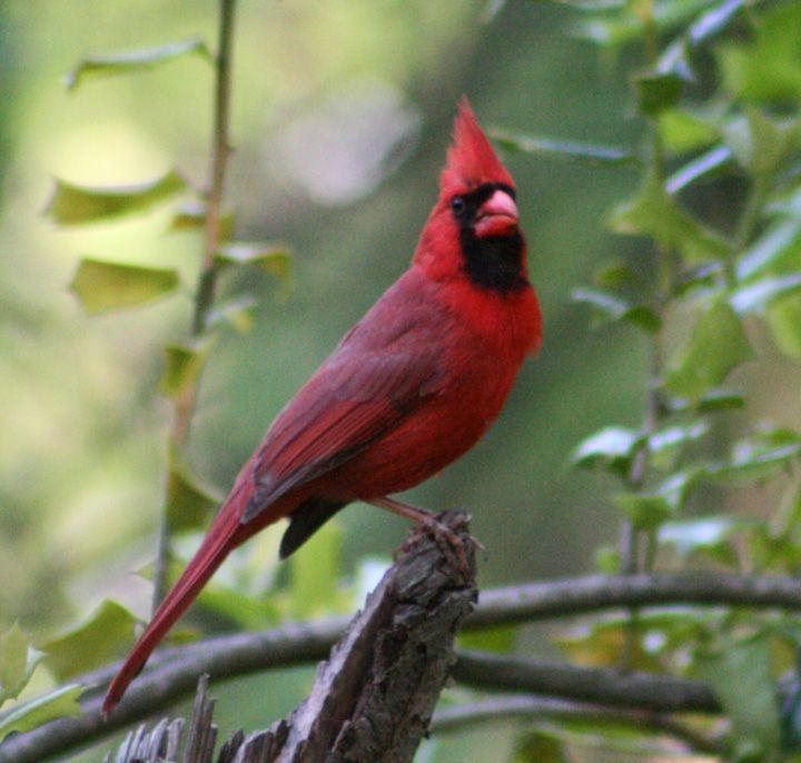 Black and Red Bird Logo - Discover Birds: Tennessee Birds