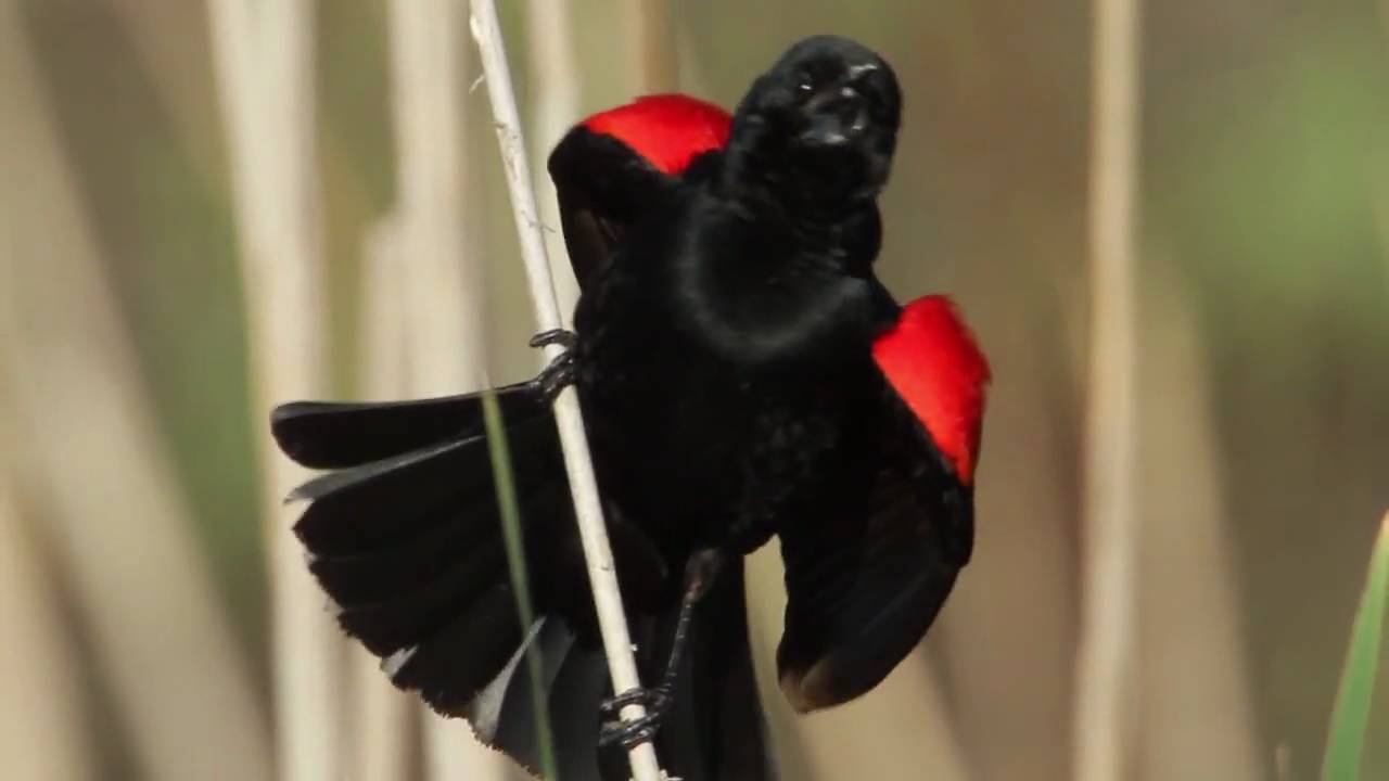 Black and Red Bird Logo - Red Winged Blackbird