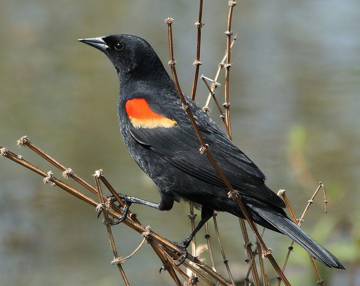 Black and Red Bird Logo - Red-winged blackbird