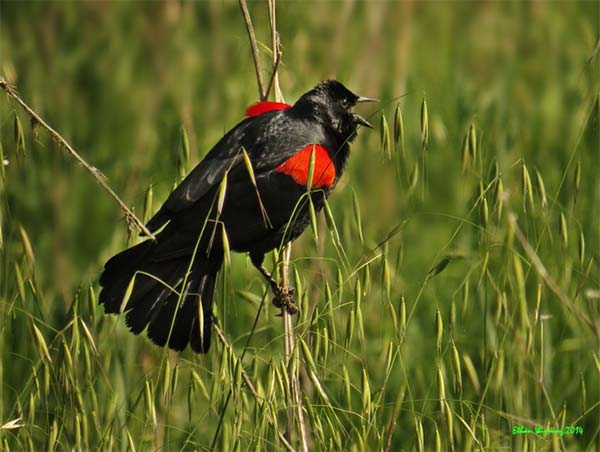 Black and Red Bird Logo - Bird Identification Guide » Bird Watcher's Digest
