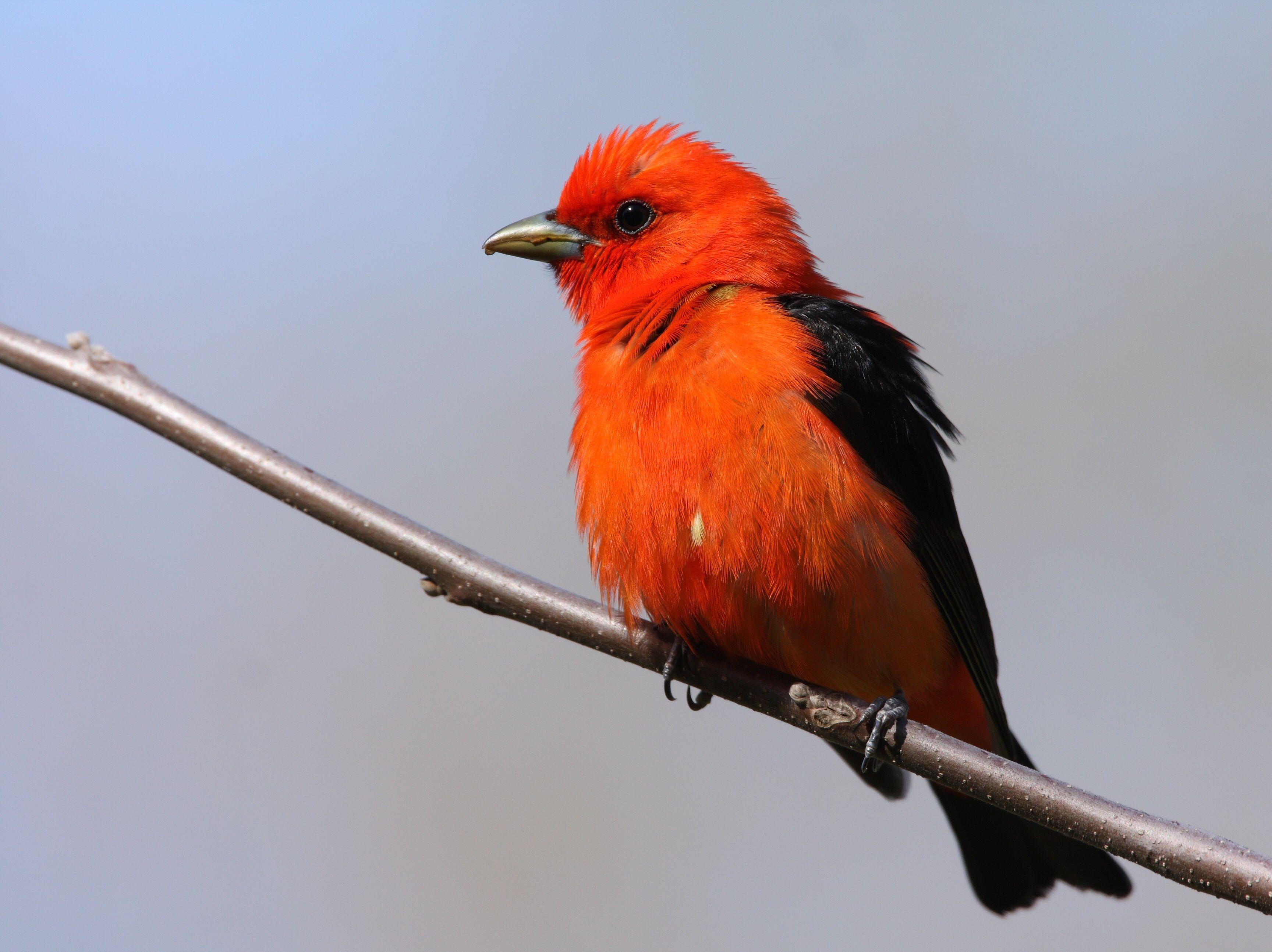 Black and Red Bird Logo - Focus on the Scarlet Tanager