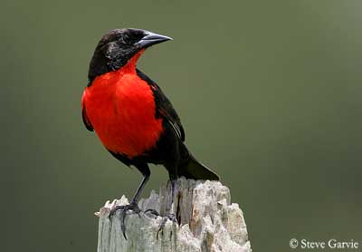 Black and Red Bird Logo - Family Icteridae - Orioles, grackles, cowbirds