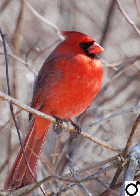 Black and Red Bird Logo - Song Birds