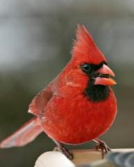 Black and Red Cardinals Bird Logo - Identifying Common Red Colored Birds