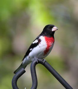 Black and Red Bird Logo - Wild Birds Unlimited: Black and White Bird with Red Chest