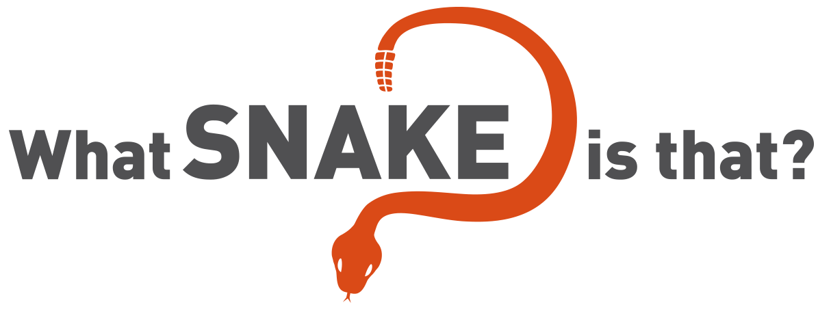 Orange Snake Logo - Texas Archives - What Snake Is That