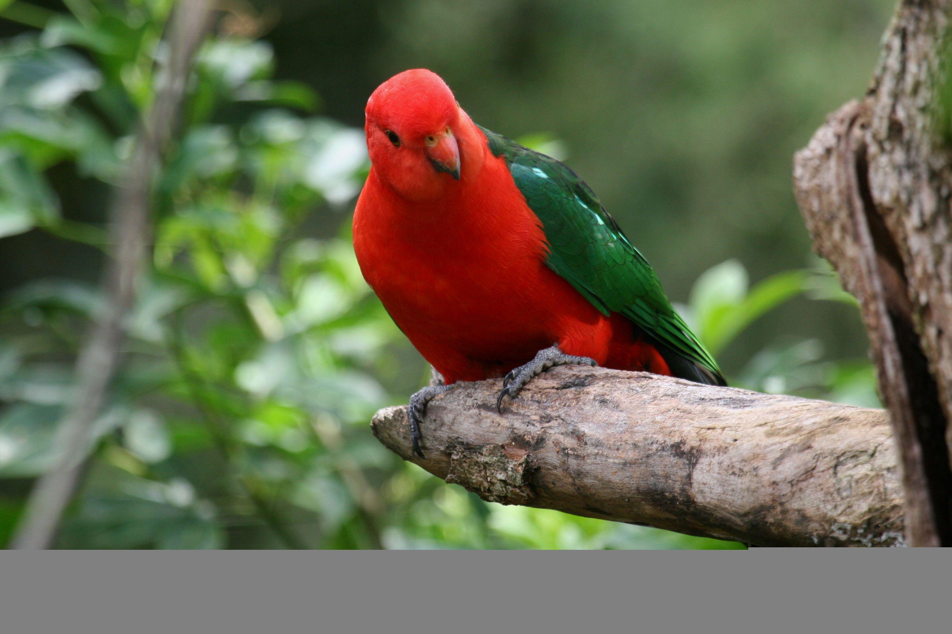 Red and Green Bird Logo - Australian King Parrot. BIRDS In BACKYARDS