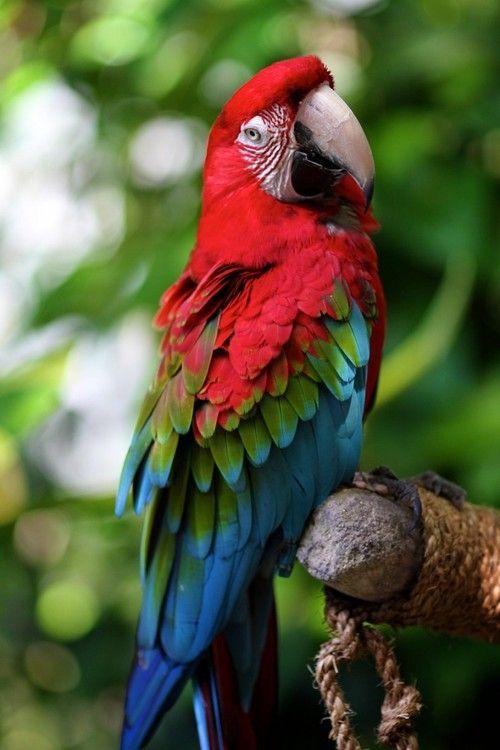 Red and Green Bird Logo - Parrot, Blue & Green Colors. Beautiful Birdies. Birds