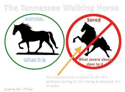 Walking Horse Logo - AMERICAN DAILY SUN - History of Shame – TN Walking Horse
