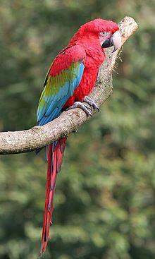 Red and Green Bird Logo - Red And Green Macaw