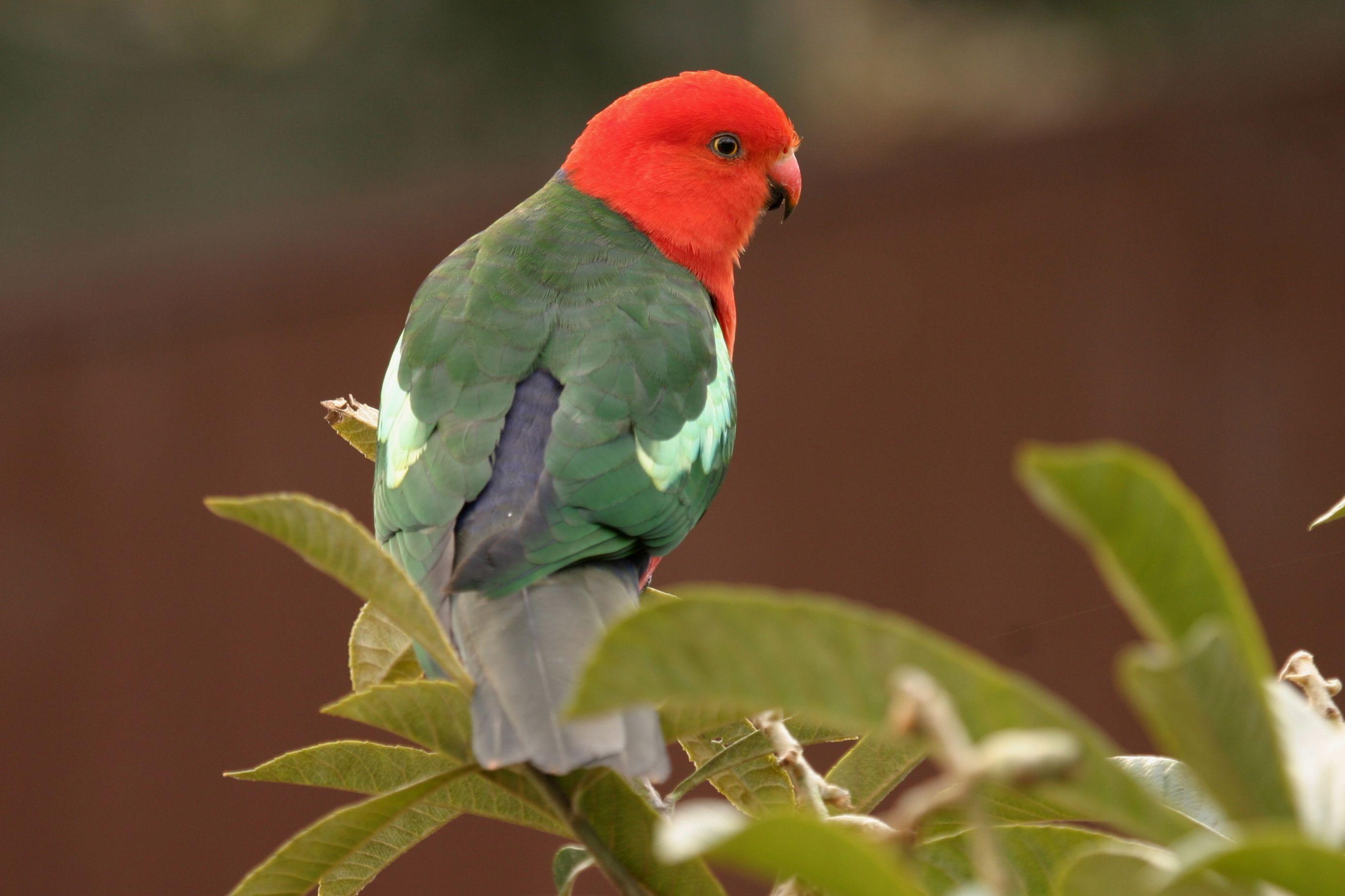 Red and Green Bird Logo - Australian King-Parrot | BIRDS in BACKYARDS