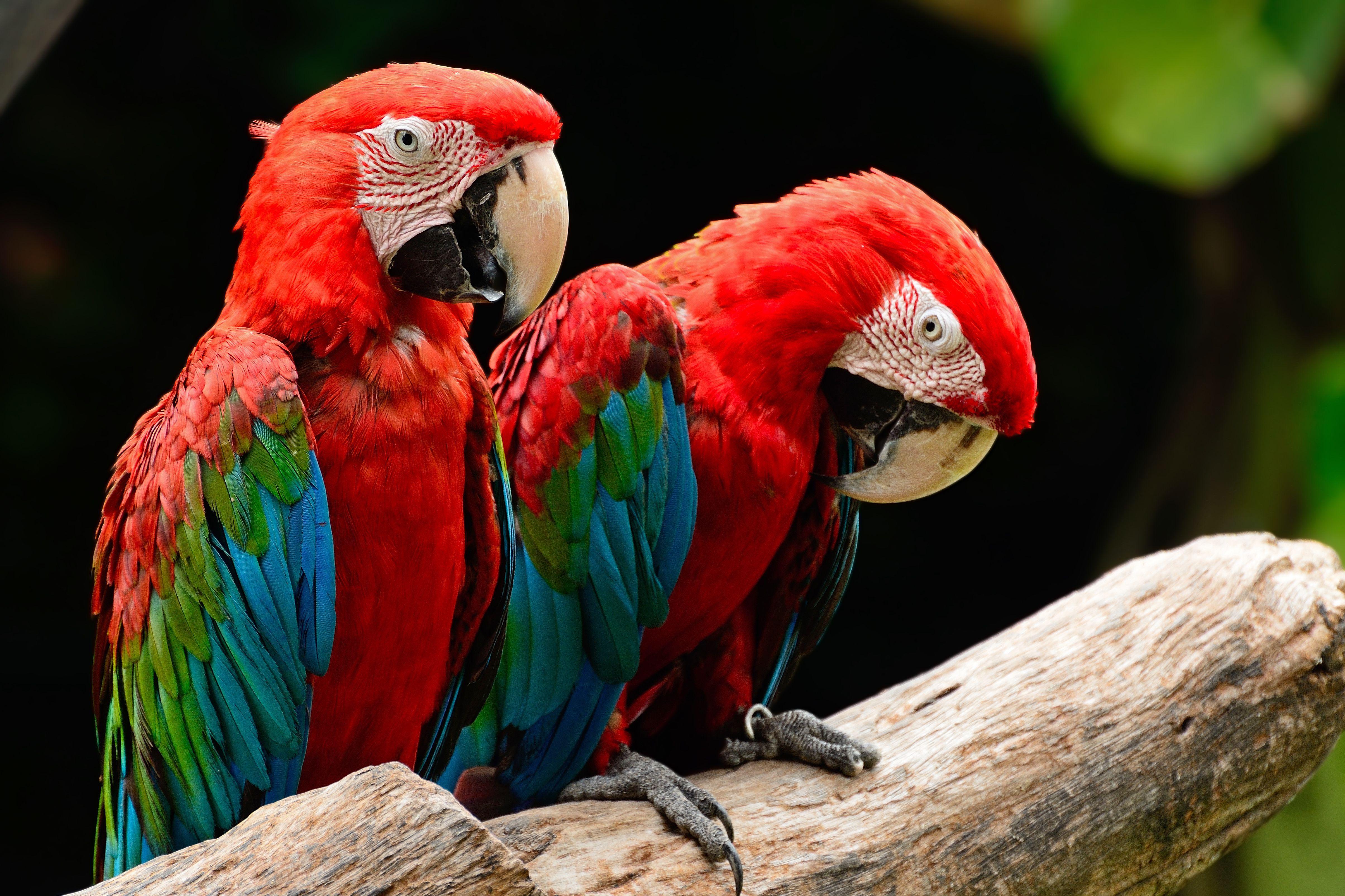 Red and Green Bird Logo - Most Colorful Parrot Species