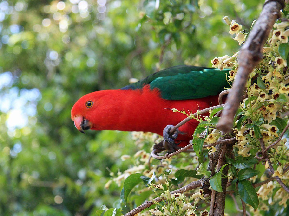 Red and Green Bird Logo - Australian king parrot