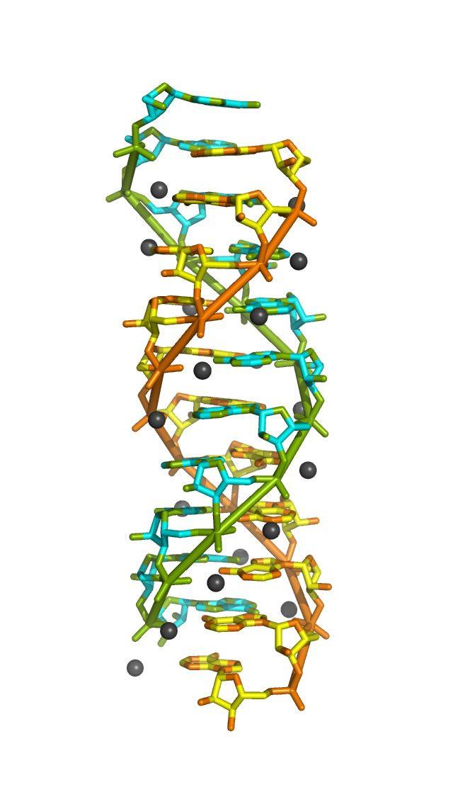 Blue and Green Double Helix Logo - RNA double helix structure identified using synchrotron light
