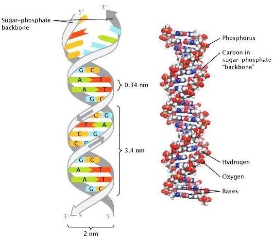Blue and Green Double Helix Logo - 3: The double helix structure of DNA. The nucleotide guanine (G ...