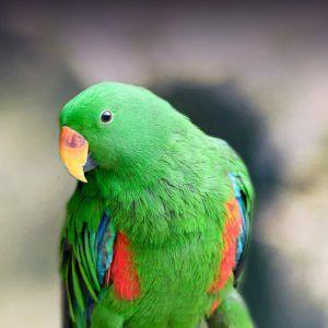 Red and Green with a Red Bird Logo - Eclectus Personality, Food & Care – Pet Birds by Lafeber Co.