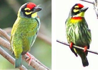 Red and Green Bird Logo - Green Bird