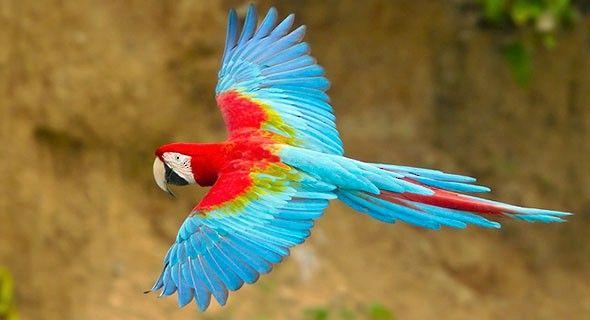 Red and Green Bird Logo - Red-and-green Macaw - Introduction | Neotropical Birds Online