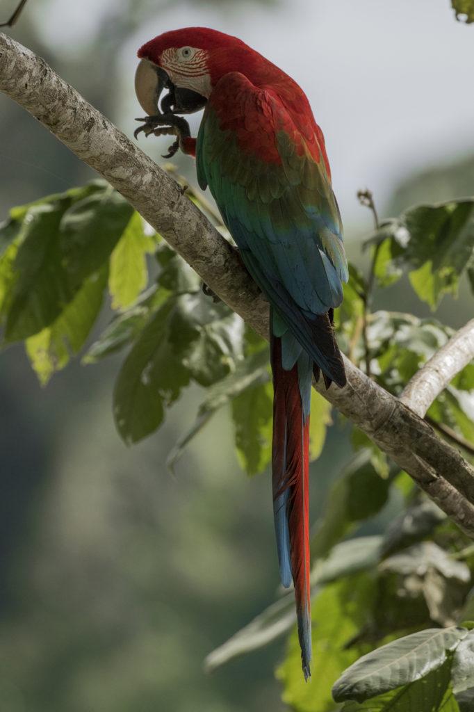 A Red N Green Bird Logo - Rainforest Expeditions - Wildlife Guide to the Red and Green Macaw