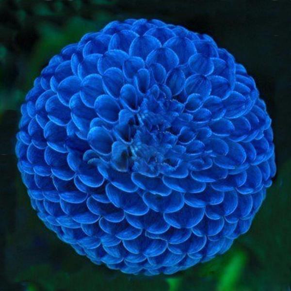 Blue Fireball Logo - Blue Fireball Dahlia Seeds — Jack Seeds