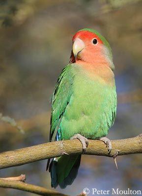 Red and Green Bird Logo - Peach-faced Lovebird