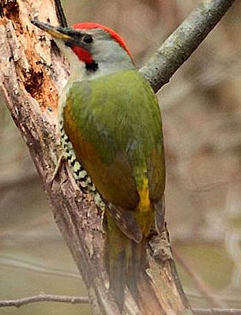 Red and Green Bird Logo - Green Woodpeckers and Red Ground Forager. Animal Picture