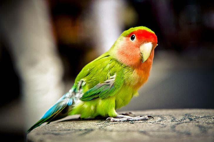 A Red N Green Bird Logo - Royalty-Free photo: Close photography of black and red pet bird ...