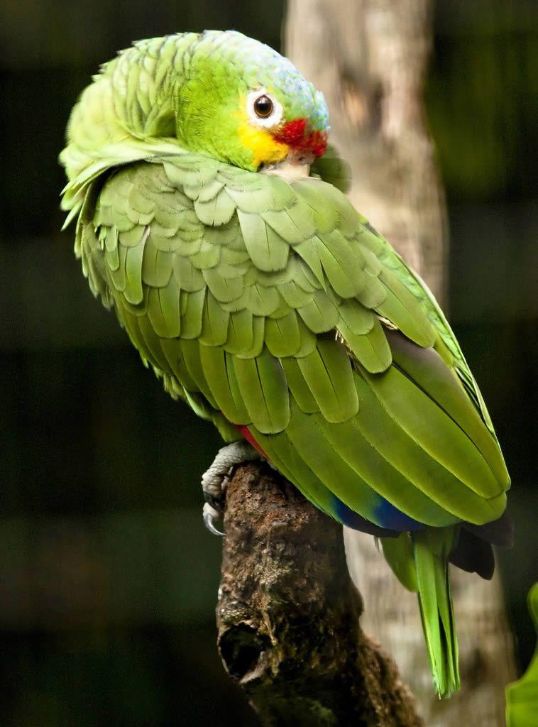 A Red N Green Bird Logo - Help! My pet bird is losing feathers & I don't know why? | Ages 14 ...