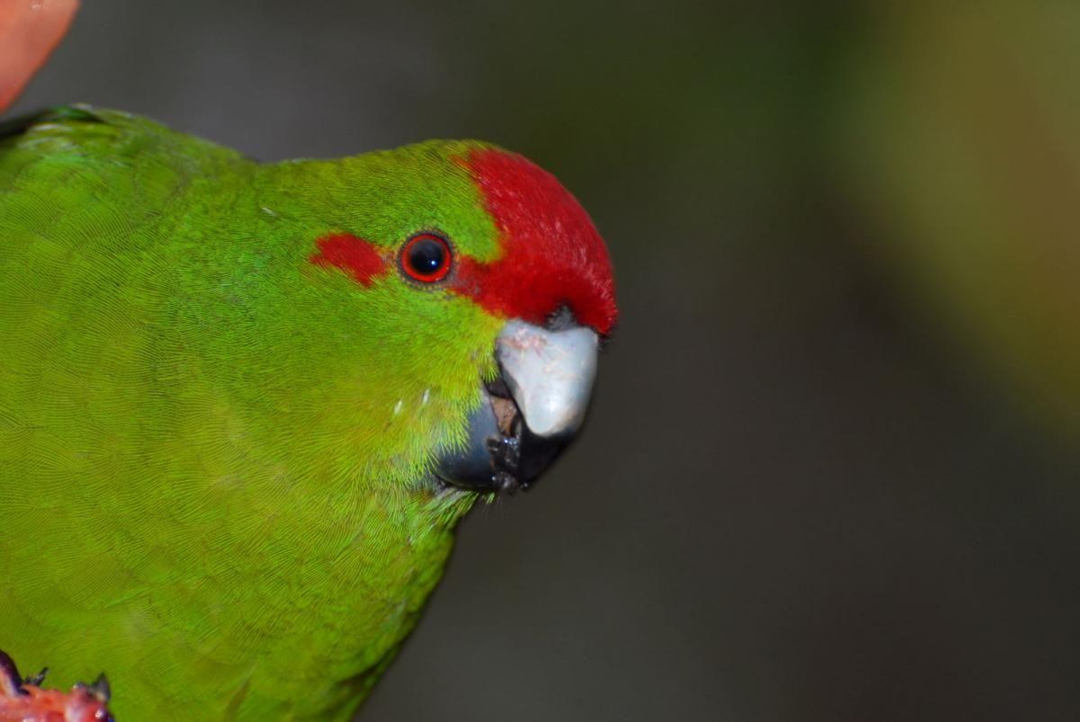 Red and Green Bird Logo - Red-crowned parakeet | New Zealand Birds Online