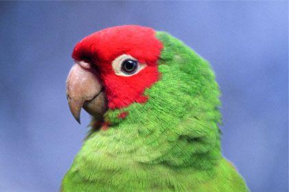 Red and Green with a Red Bird Logo - Food Red-and-Green Macaw feeds on seeds, nuts, fruits, fl...