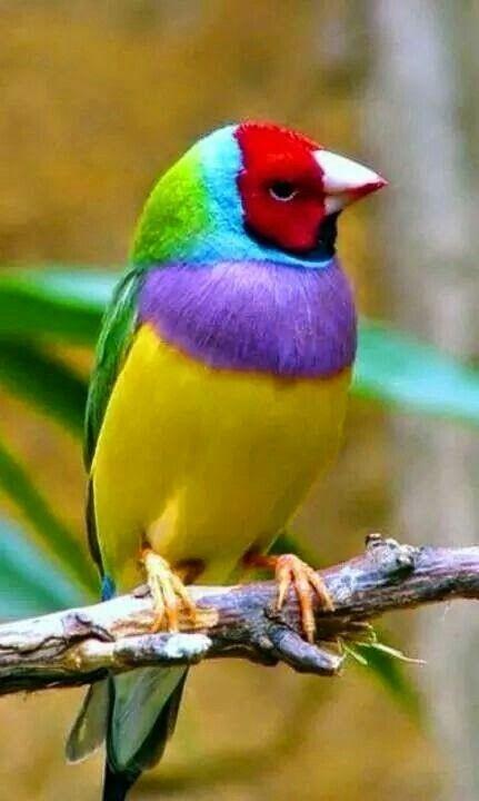 Red and Green Bird Logo - Beautiful bird, yellow, purple, red, green, blue & black. Bird Is