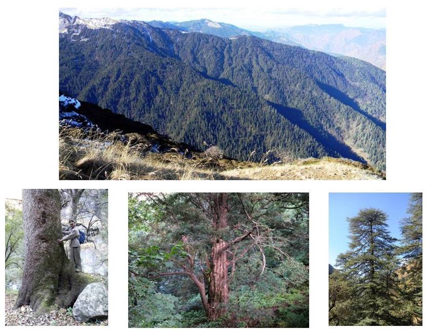Tree Mountain R Logo - Trees Himalayan National Park