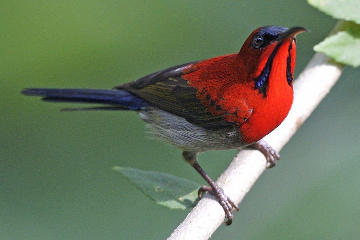 Red and Green Bird Logo - Pictures of Red Birds from around the Globe