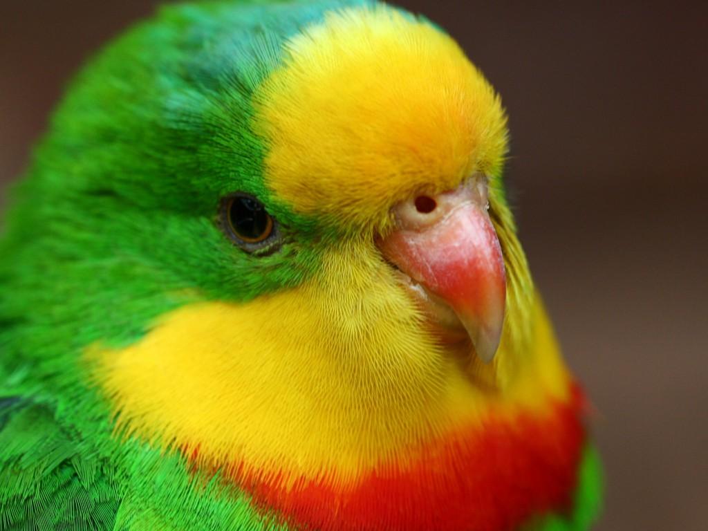 Red and Green Bird Logo - Parrot, Bird, Cute, Green, Yellow, Red