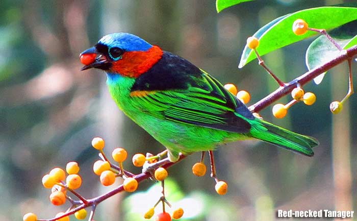 Red and Green Bird Logo - Colorful Birds Most Beautiful Birds
