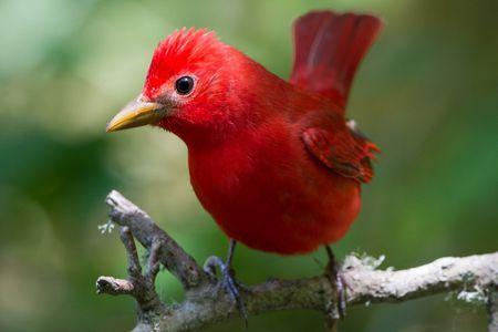 Red and Green Bird Logo - Pictures of Red Birds from around the Globe