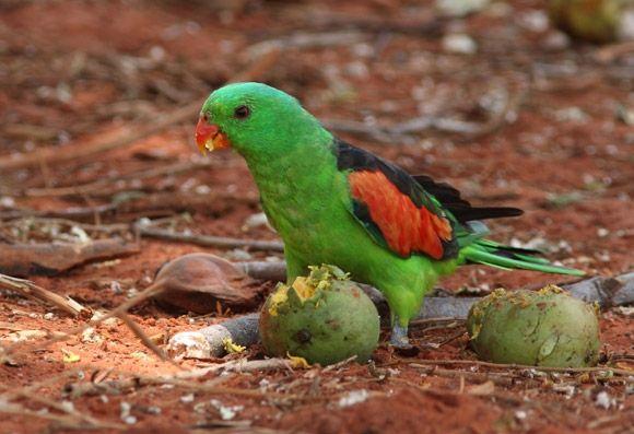 A Red N Green Bird Logo - Red-winged Parrot | BirdLife Australia