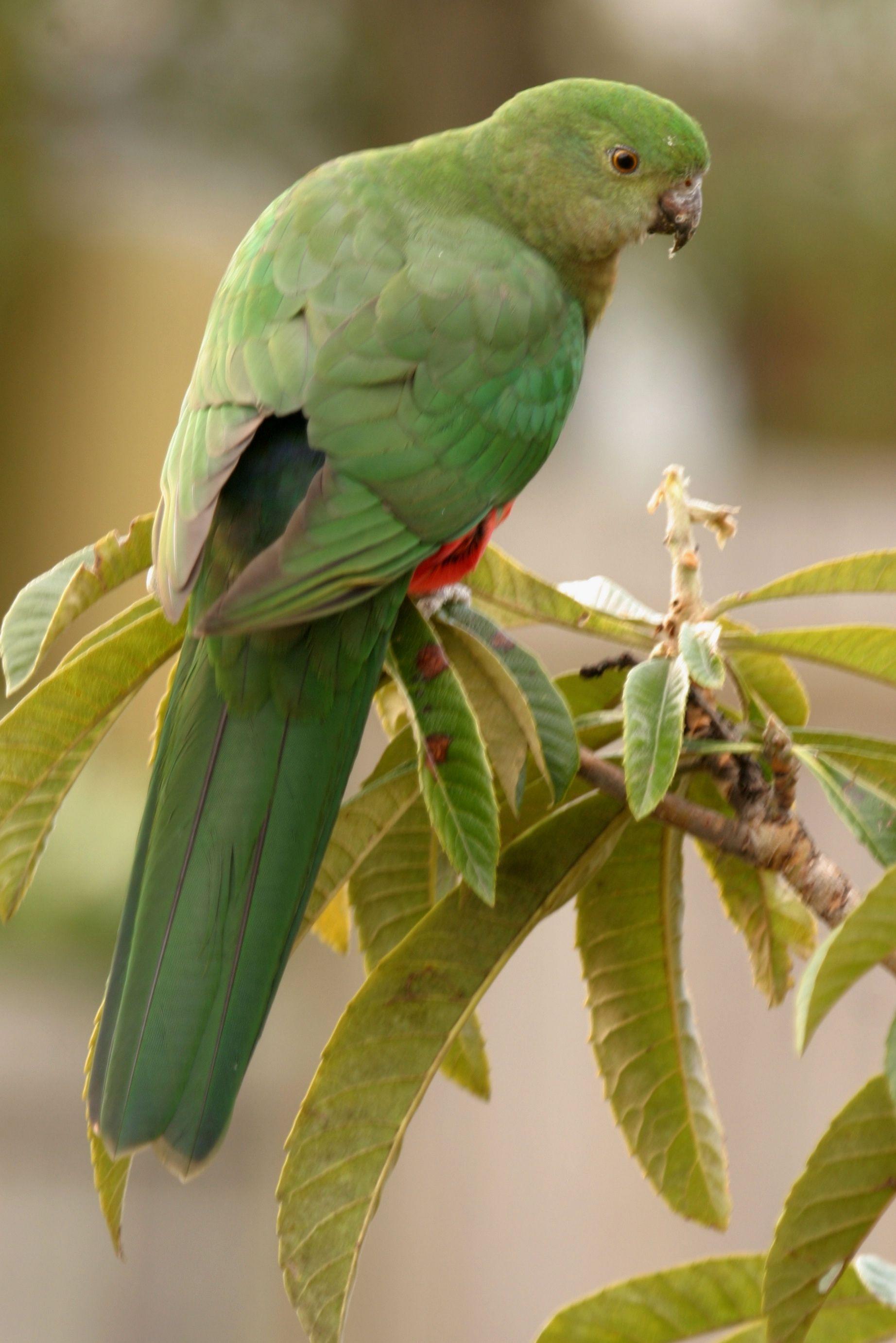 A Red N Green Bird Logo - Australian King-Parrot | BIRDS in BACKYARDS