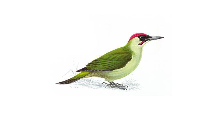A Red N Green Bird Logo - Green Woodpecker Facts | Picus Viridis - The RSPB