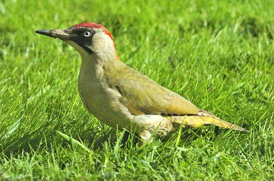 Red and Green Bird Logo - Green Woodpecker