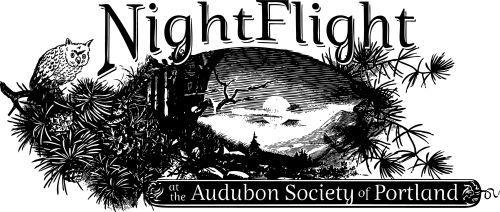 Night Flight Logo - Night Flight Logo