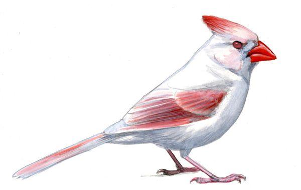 White and Red Bird Logo - Abnormal coloration in birds: Melanin reduction - Sibley Guides