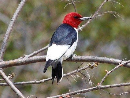 Red White Bird Logo - Bird Bio: Red Headed Woodpecker
