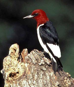 Red White Bird Logo - Field Guide/Birds/Eastern US and Canada - Wikibooks, open books for ...