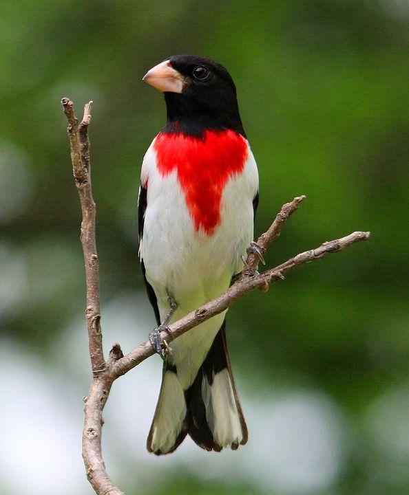 Red White Bird Logo - Wild Birds Unlimited: Black and white bird with a red dot on chest
