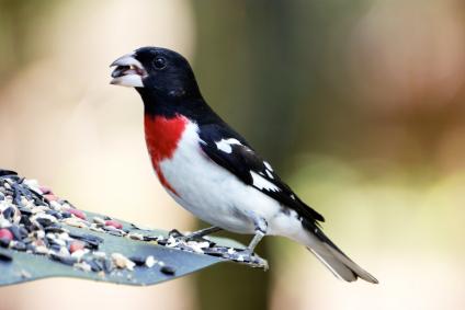 Red White Bird Logo - The Rose-breasted Grosbeak – Cole's Bird of the Month for May ...